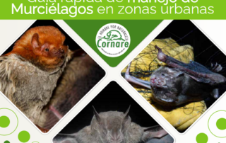 Guia Murcielagos