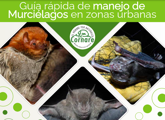 Guia Murcielagos