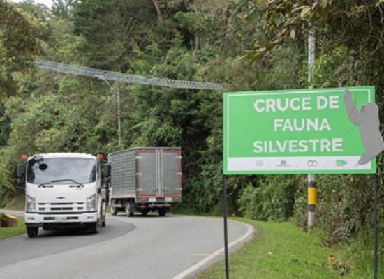 Cruce de fauna silvestre