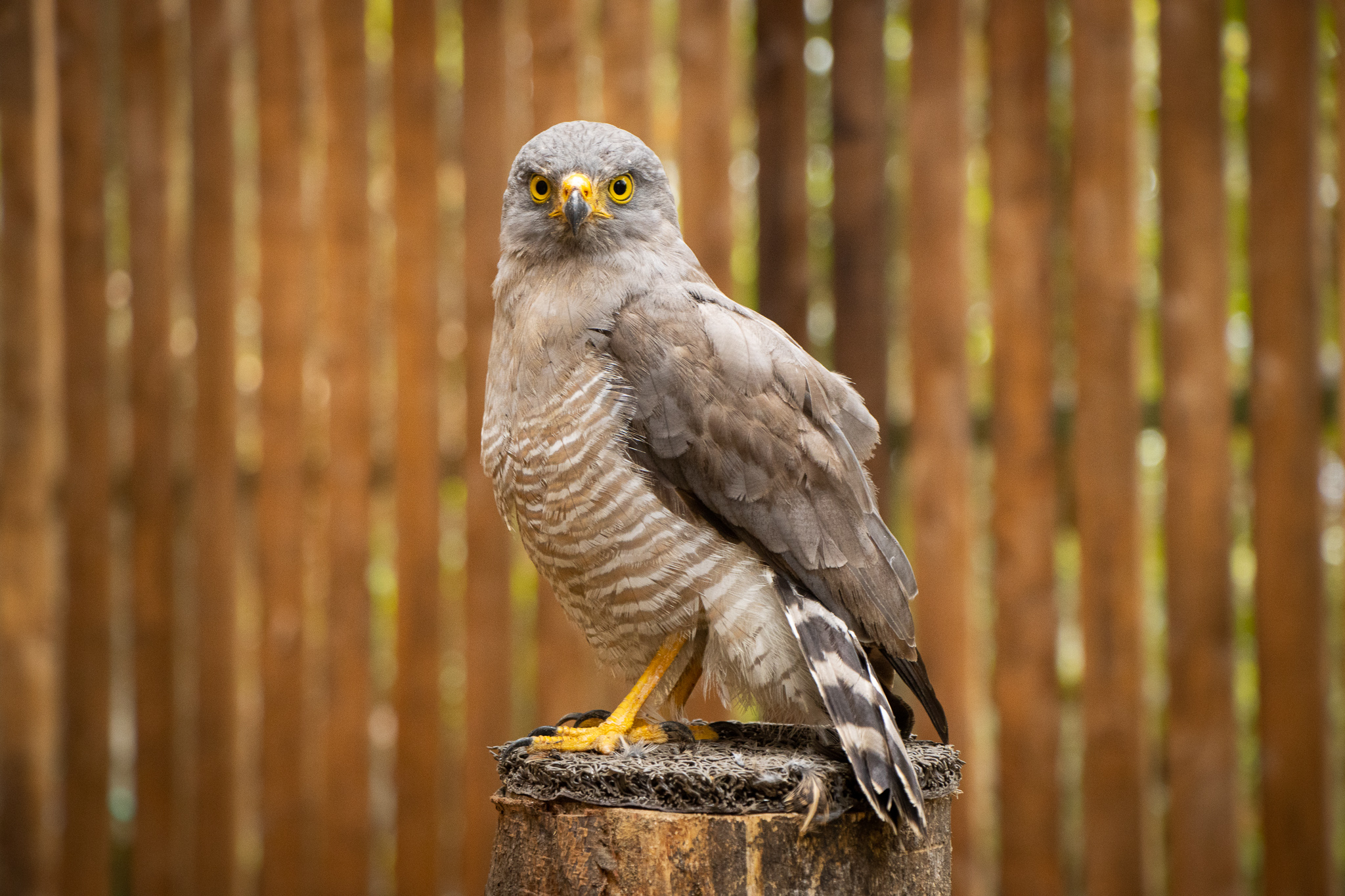 ¡Antioquia cuenta desde hoy con su primer hábitat para aves rapaces ...