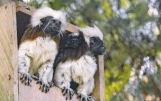 monos titis