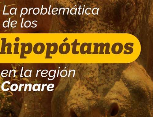 La problemática de los hipopótamos en la región Cornare