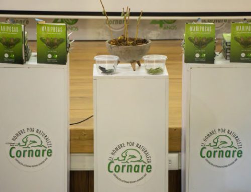 Cornare presentó el libro “Mariposas del Oriente Antioqueño”, un tributo a la biodiversidad de nuestra región
