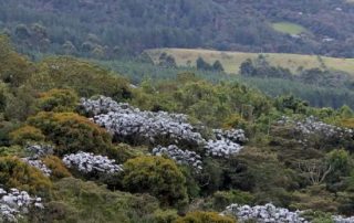 Cerros