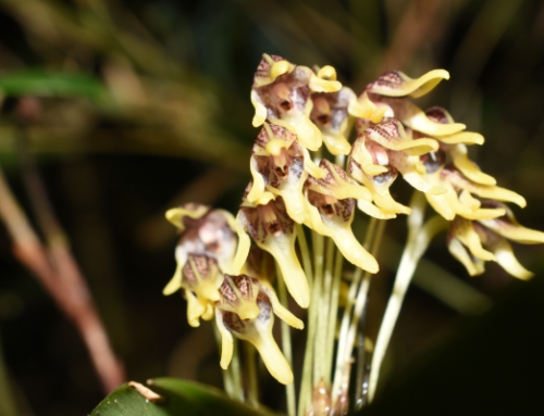Pleurothallis maitamae, la nueva orquídea que el páramo de Sonsón regaló a la ciencia