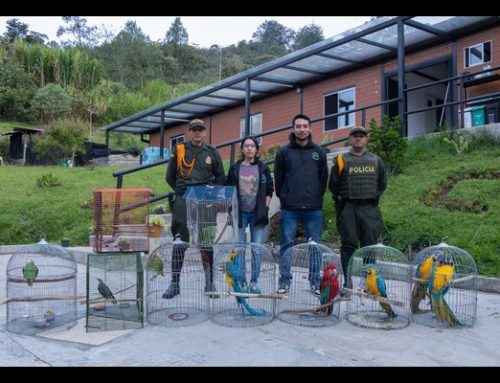10 aves incautadas durante operativo contra el tráfico ilegal de fauna silvestre en El Peñol y Guatapé