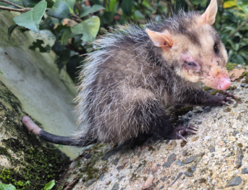 Ataques de perros y gatos ponen en riesgo la vida de la fauna silvestre en la región Cornare
