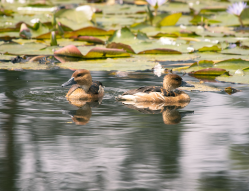 Día Mundial de los Humedales, un motivo para celebrar y promover la conservación de estos ecosistemas en la región Cornare