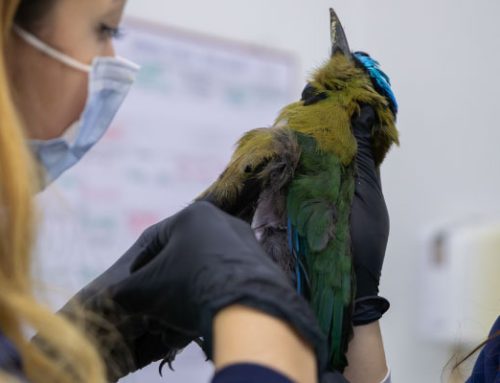 Ataques de perros y gatos dejan más de 130 animales silvestres heridos en la región Cornare