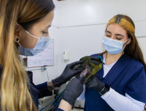 Más de 1.600 animales silvestres han sido atendidos en 2026 en el  CAV de Cornare