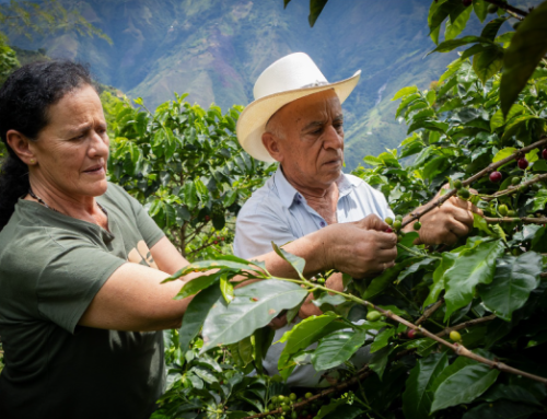 Cornare y el Comité de Cafeteros de Antioquia unen esfuerzos para impulsar una caficultura sostenible en el Oriente Antioqueño