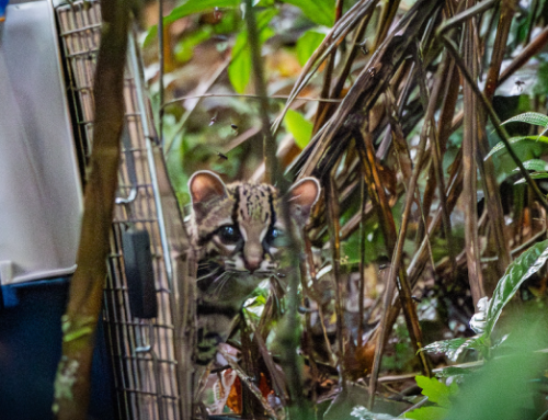 Felino silvestre volvió al Chocó tras cinco meses de rehabilitación en el CAV de Cornare