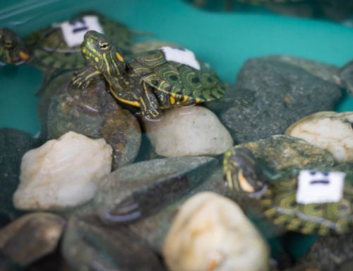 20 tortugas hicotea fueron rescatadas en Santo Domingo cuando eran transportadas dentro de envases plásticos