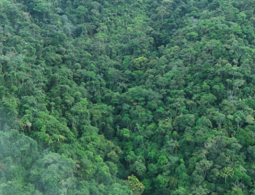 Región Cornare registra el menor índice de deforestación de Antioquia y uno de los más bajos de Colombia