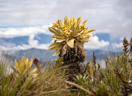 Paramo