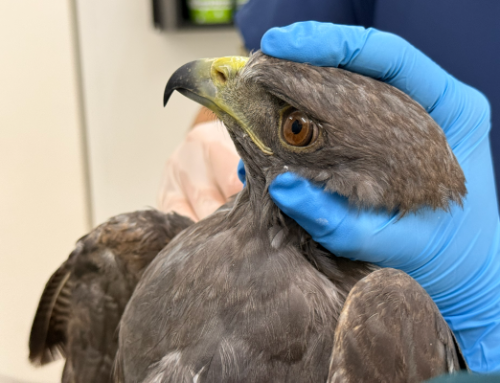 Dos aves silvestres sobrevivieron a disparos y ahora luchan por volver a volar
